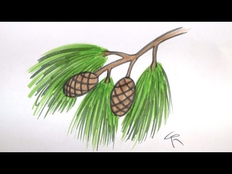 480x360 learn how to draw a pine branch, needles, and cones - White Pine Drawings