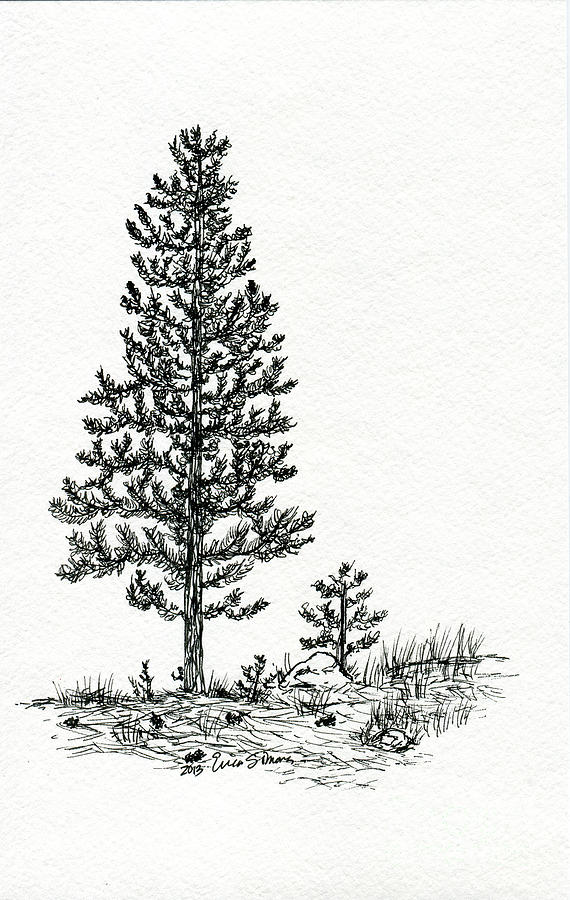 570x900 Pine Tree Drawing - White Pine Drawings