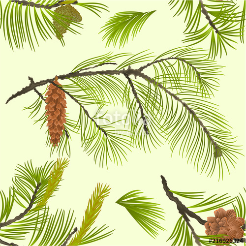 500x500 seamless texture white pine branch with pine cone and flowering - White Pine Drawings