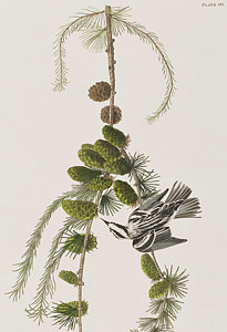 205x300 White Pine Drawings Fine Art America - White Pine Drawings