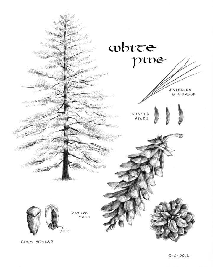 720x900 White Pine Study Book - White Pine Drawings