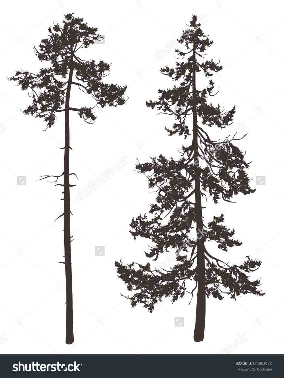 950x1264 adult how to draw pine trees how to draw pine trees step - White Pine Drawings