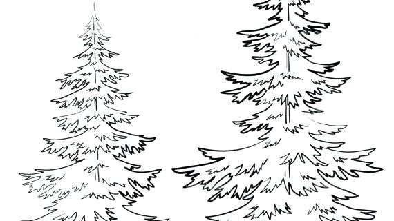 White Pine Drawings At Paintingvalley.com 