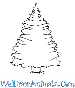 300x350 How To Draw A Pine Tree - White Pine Tree Drawing
