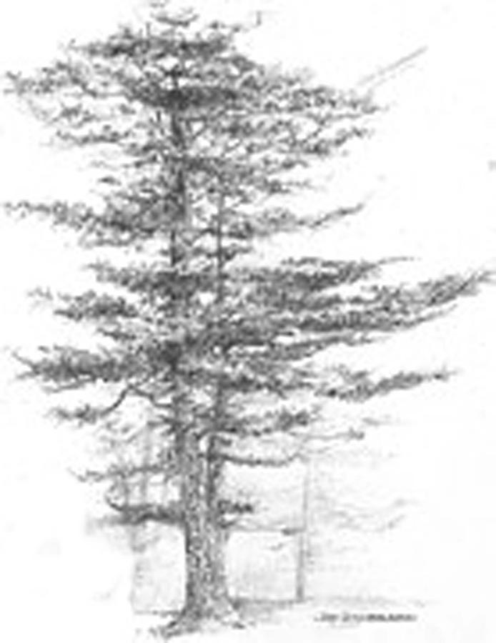 694x900 maine eastern white pine drawing - White Pine Tree Drawing