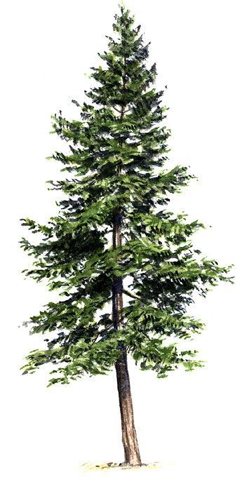 352x700 Tattoosamppiercings Pine Tree - White Pine Tree Drawing