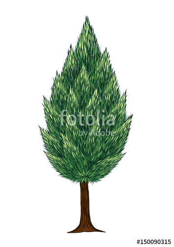 354x500 pine tree vector on white background pine tree - White Pine Tree Drawing