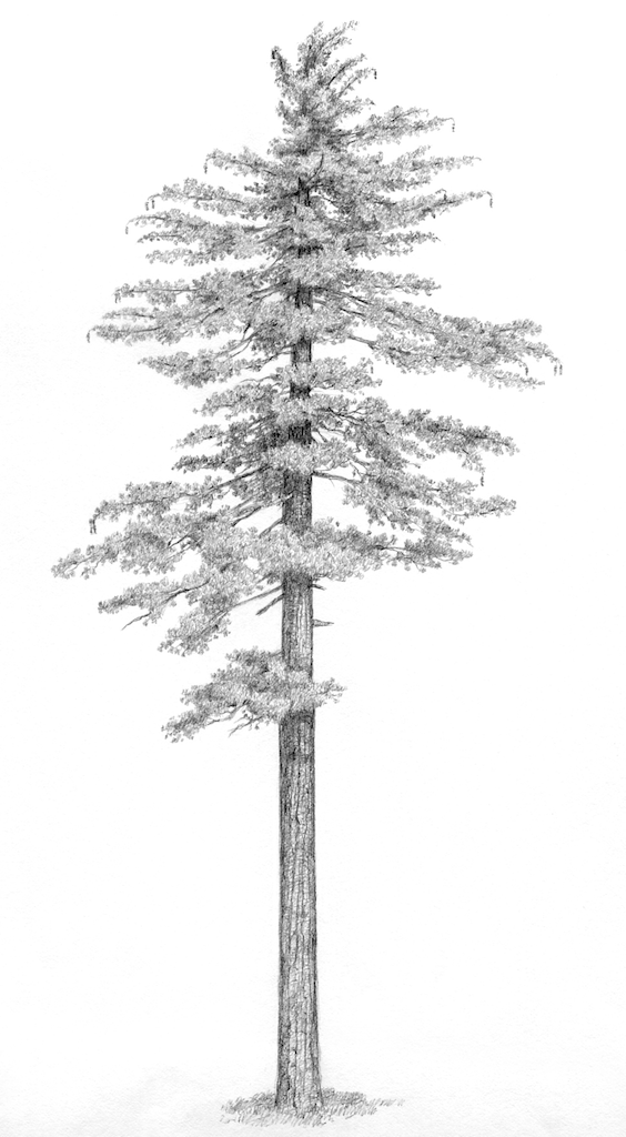 White Pine Tree Drawing at Explore collection of