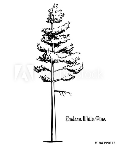 400x500 vector sketch illustration black silhouette of eastern northern - White Pine Tree Drawing