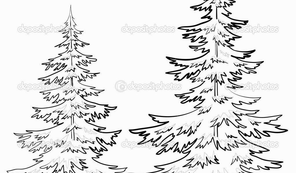 1024x600 White Pine Tree Coloring - White Pine Tree Drawing