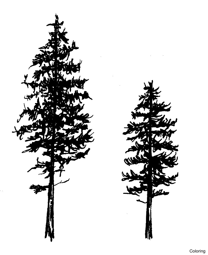 832x1017 drawn fir tree eastern white pine - White Pine Tree Drawing