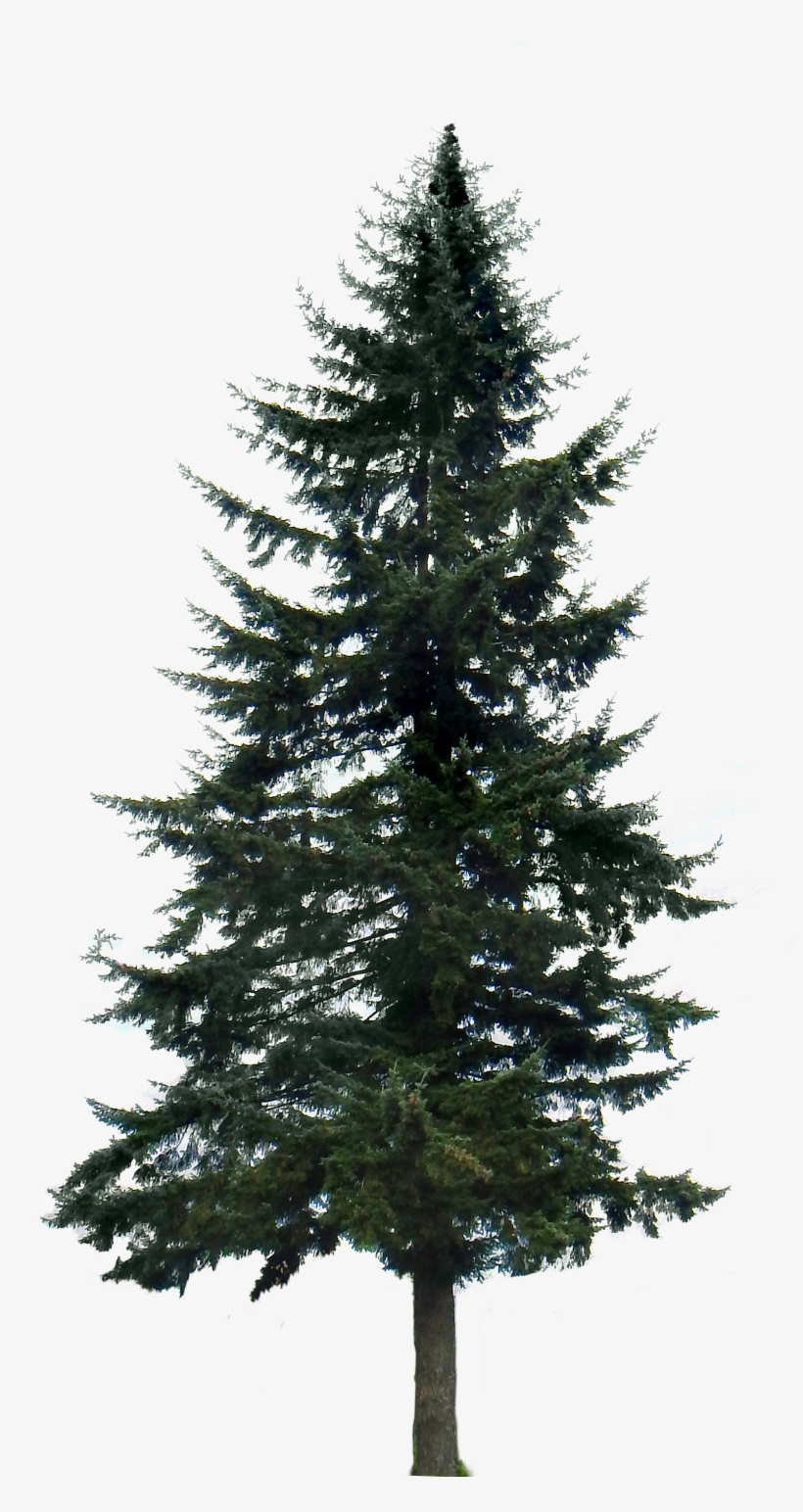 820x1544 high burst damage - White Pine Tree Drawing