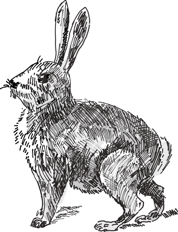 574x750 white rabbit european rabbit hare drawing cc0 - White Rabbit Drawing