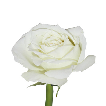 350x350 Flower Garden Drawing High Quality Fresh Cut Flowers Red Roses - White Rose Drawing