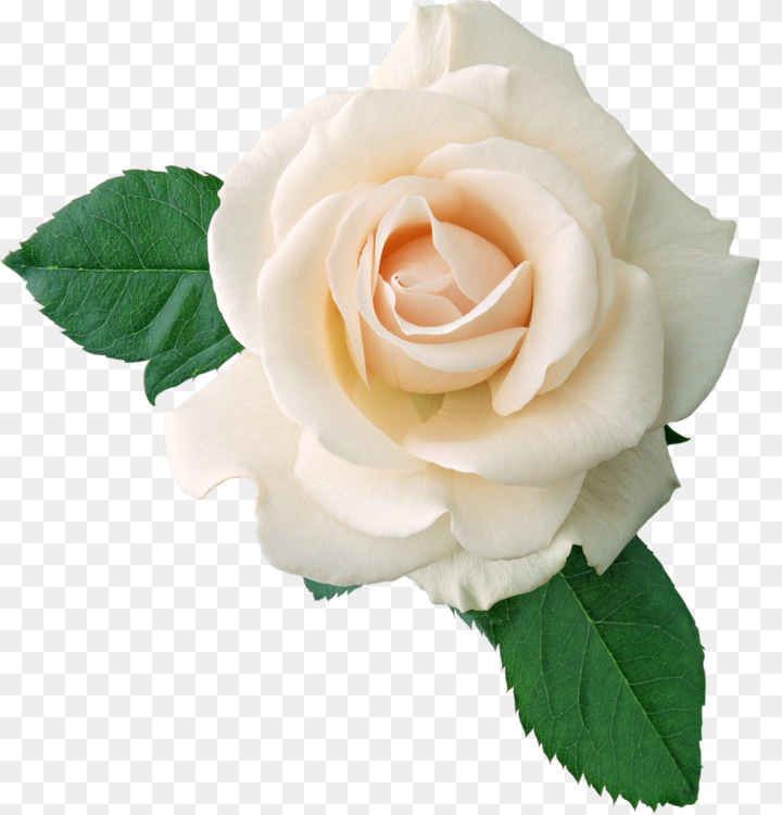 720x750 hybrid tea rose drawing garden roses art cc0 - White Rose Drawing