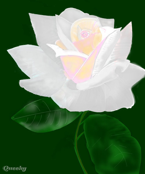 500x600 A White Rose A Plants Speedpaint Drawing - White Rose Drawing