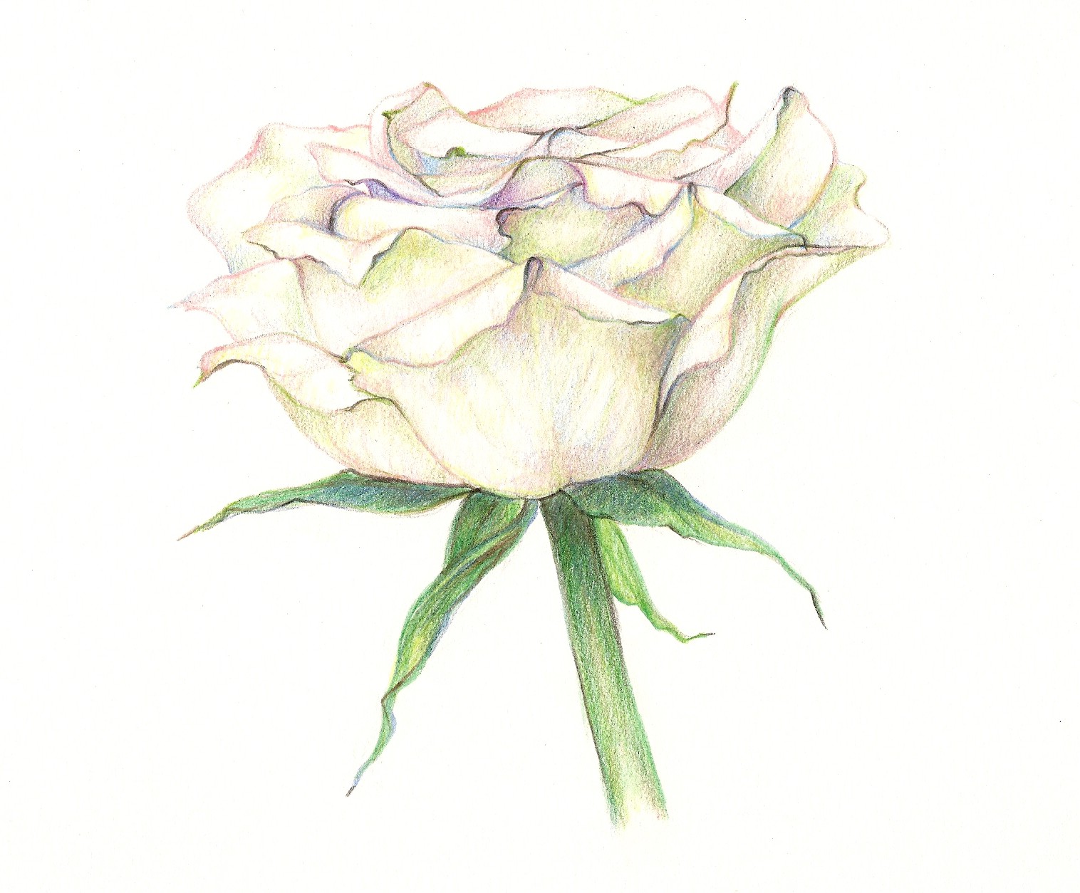 White Rose Drawing at Explore collection of White