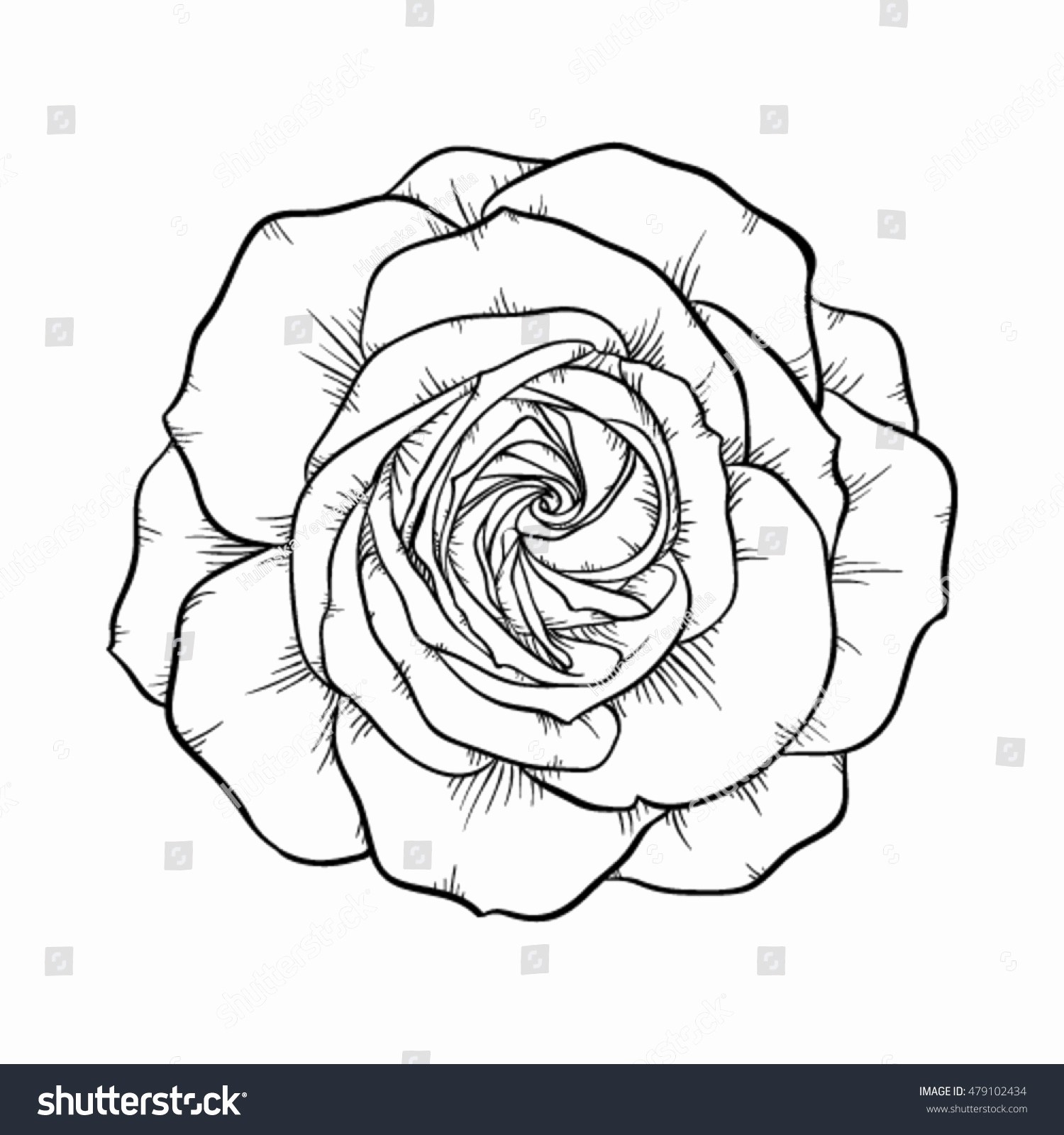 White Rose Drawing at Explore collection of White