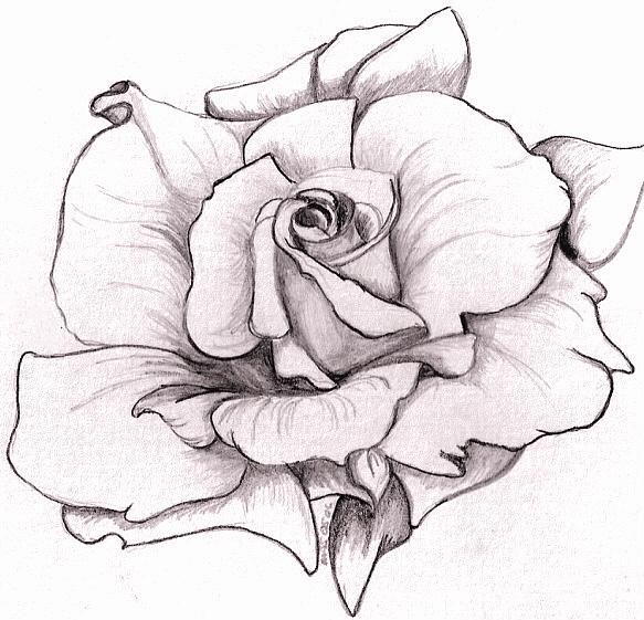 583x561 White Rose Drawing - White Rose Drawing