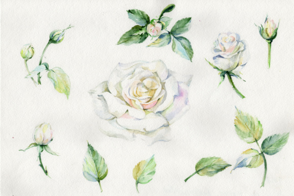 580x386 White Rose Watercolor Flowers Png Set Graphic - White Rose Drawing