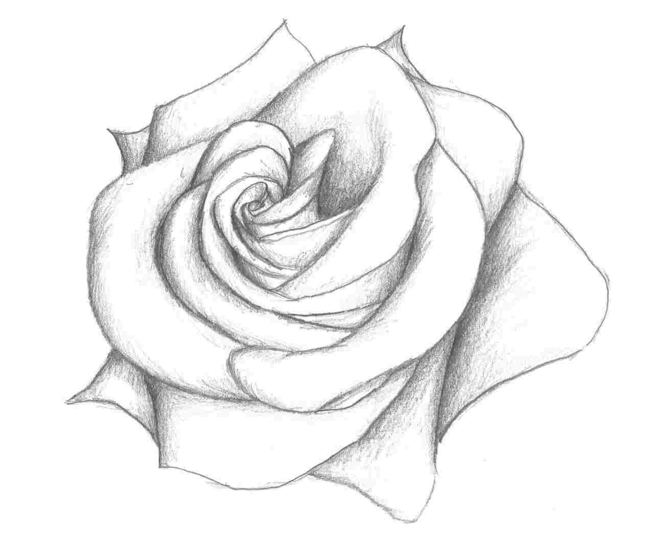 1264x1082 free for personal rhgetdrawingscom black graffiti black and white - White Rose Drawing