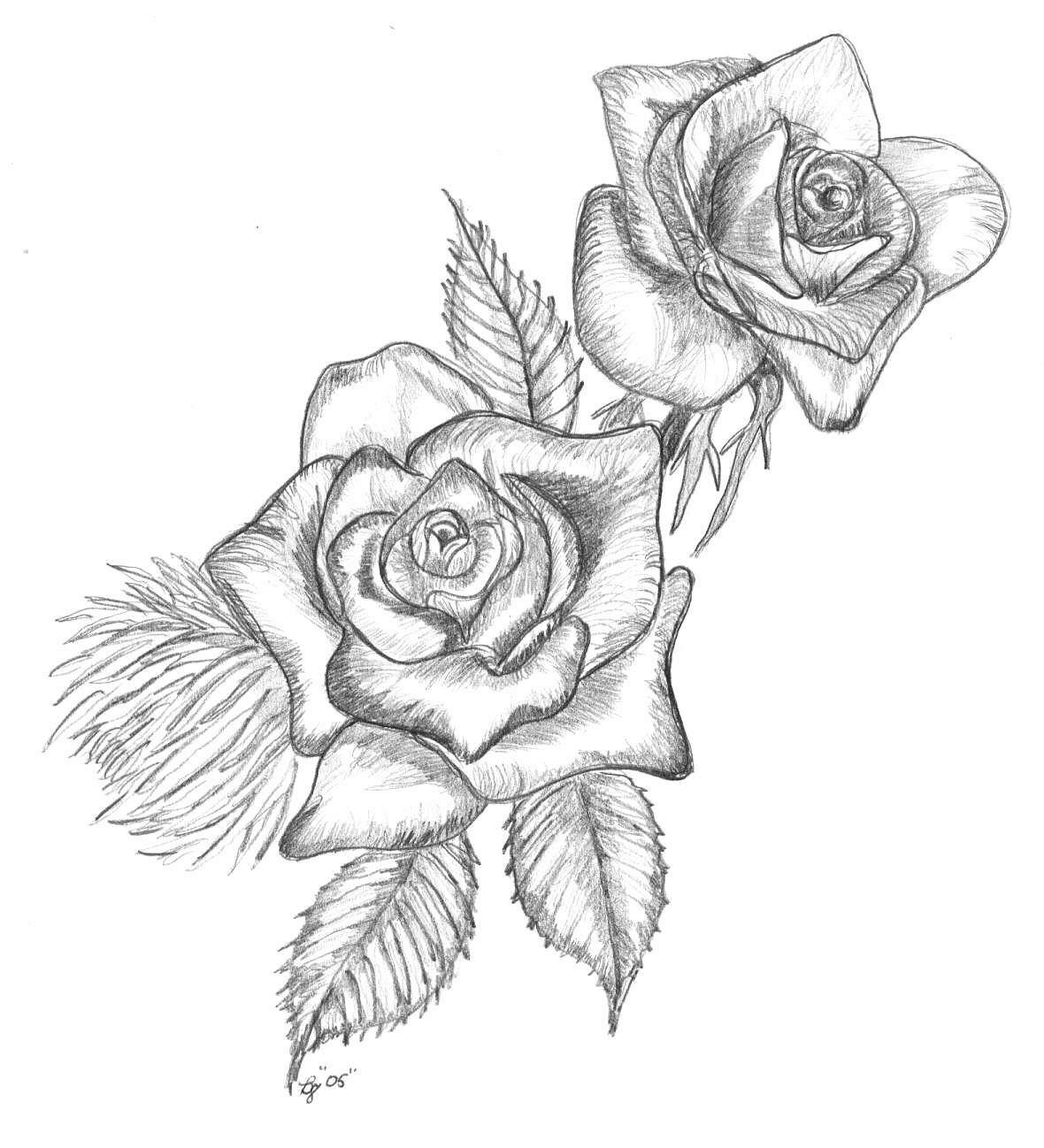 White Rose Drawing at Explore collection of White