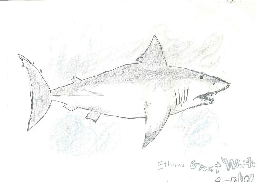 900x635 Great White Shark Drawing - White Shark Drawing