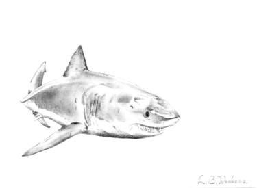 375x275 Great White Shark Drawing - White Shark Drawing