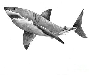 300x242 Great White Shark Drawing - White Shark Drawing