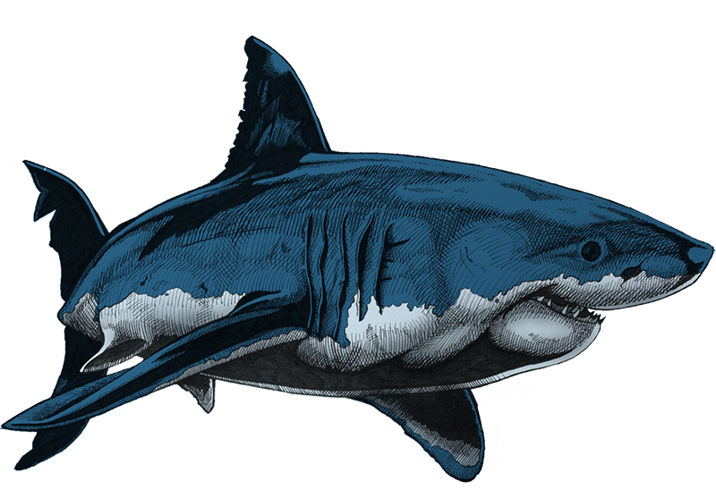 800x548 Hand Drawing A Great White Shark Tutorial - White Shark Drawing