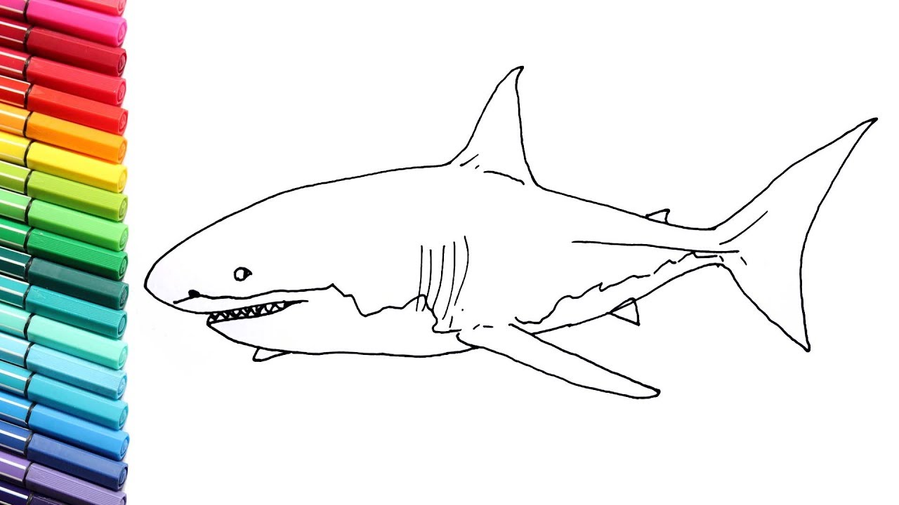 1280x720 How To Draw Great White Shark - White Shark Drawing