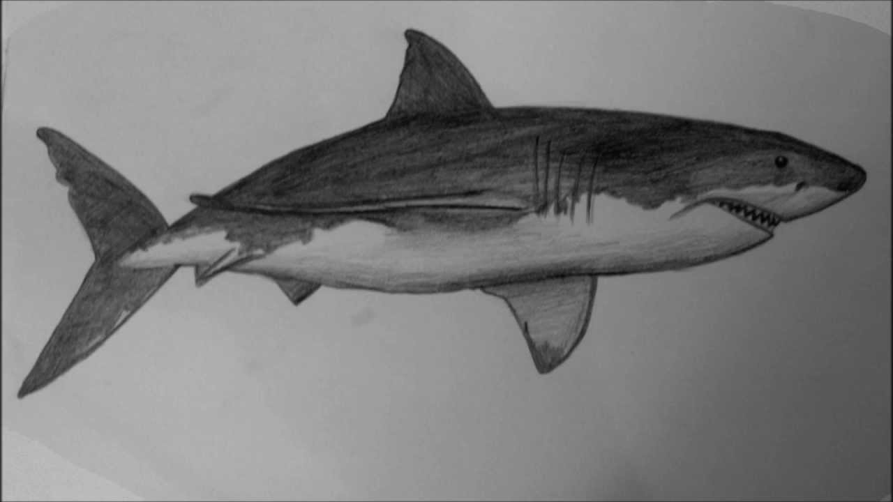 1280x720 How To Draw A White Shark Hd - White Shark Drawing