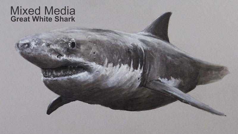 800x450 Mixed Media Drawing Lesson - White Shark Drawing