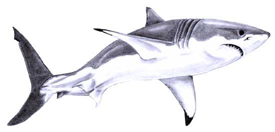 550x265 sharks shark, shark tattoos, great white shark - White Shark Drawing