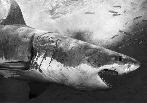 496x350 White Shark - White Shark Drawing