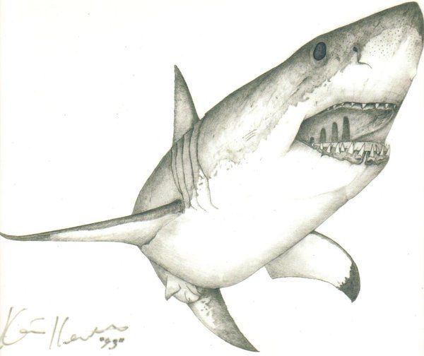600x504 large drawing of a great white shark great white shark - White Shark Drawing