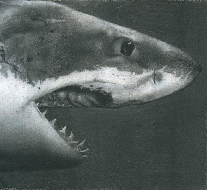 794x729 Great White Shark Drawing Etsy - White Shark Drawing