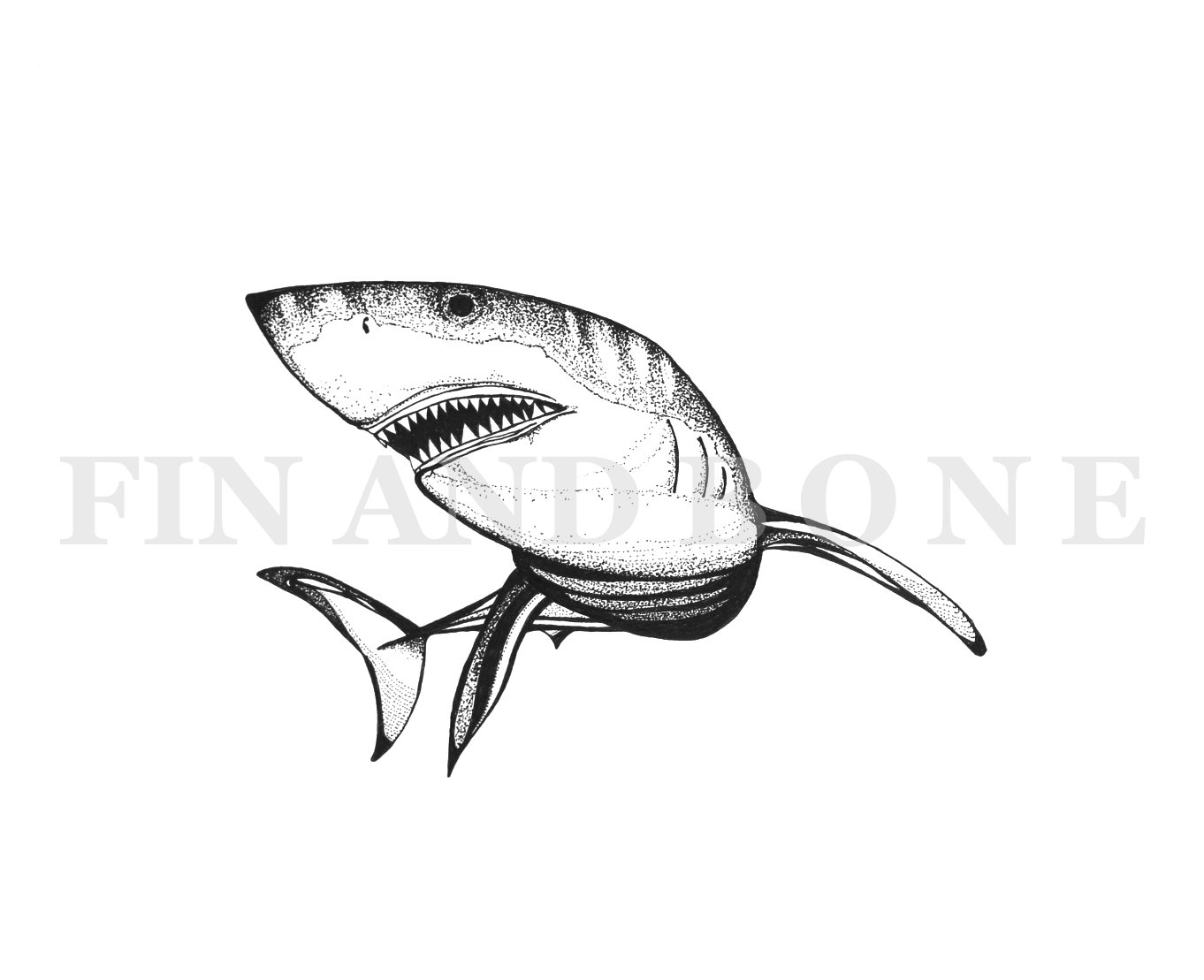 1362x1109 Great White Shark Drawing Art Print Fine Art Etsy - White Shark Drawing
