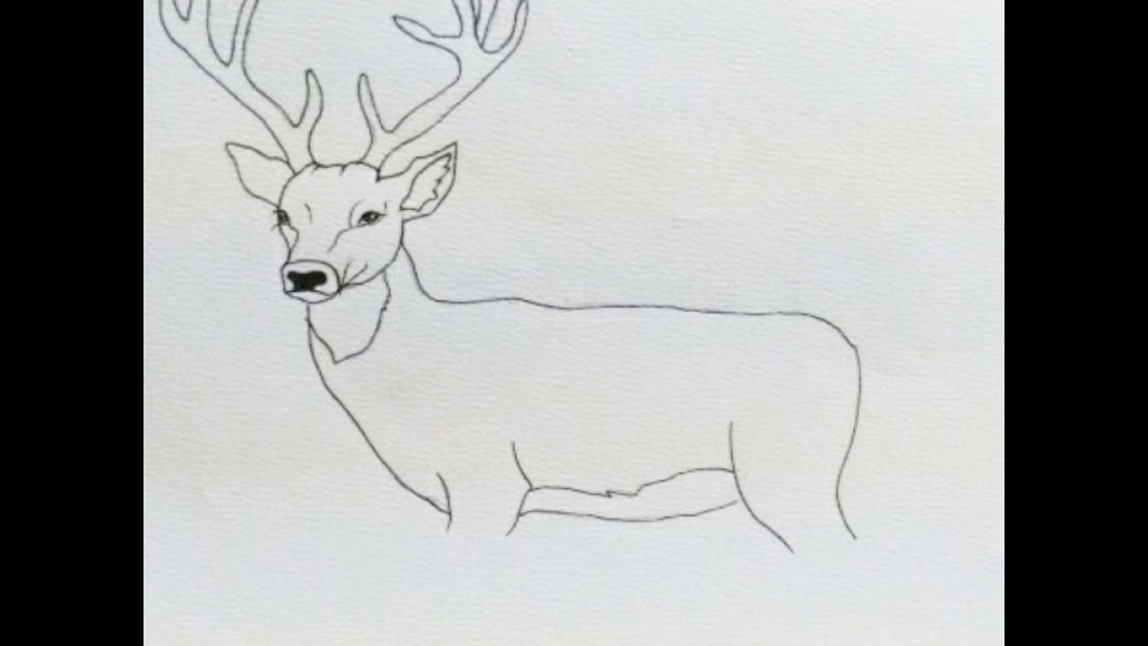 1280x720 How To Draw A White Tailed Deer - White Tailed Deer Drawing