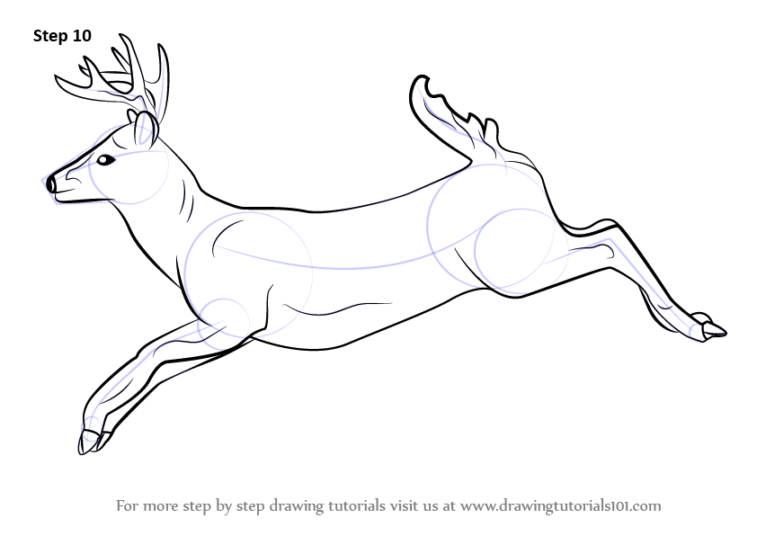 842x596 Learn How To Draw A White Tailed Deer - White Tailed Deer Drawing