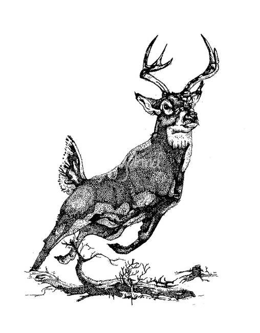 508x650 stunning whitetail deer drawings and illustrations for sale - White Tailed Deer Drawing