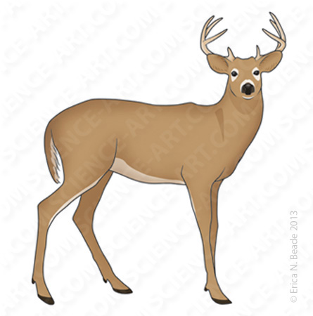 445x450 White Tailed Deer - White Tailed Deer Drawing