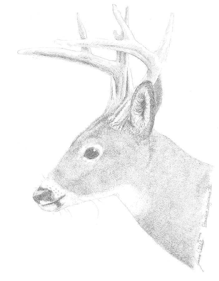 702x900 White Tailed Deer Iv Drawing - White Tailed Deer Drawing