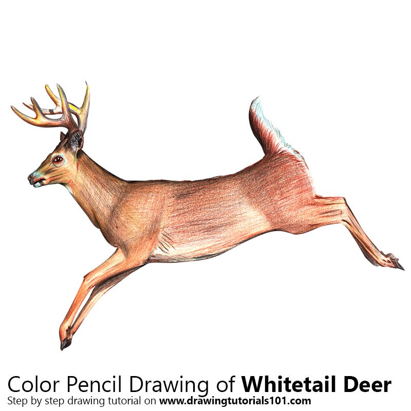 800x800 White Tailed Deer Colored Pencils - White Tailed Deer Drawing