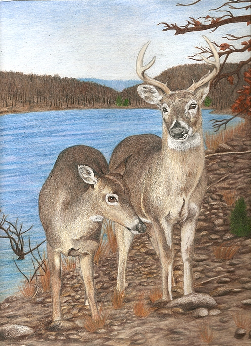 508x700 whitetail deer at lake wilson drawing - White Tailed Deer Drawing