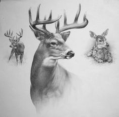 236x231 best deer sketches images deer sketch, deer drawing - White Tailed Deer Drawing