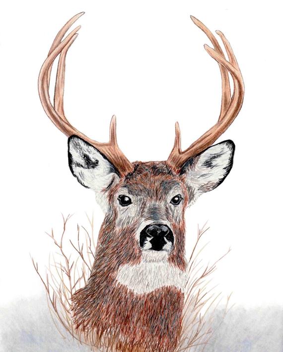 570x708 whitetail deer drawing etsy - White Tailed Deer Drawing