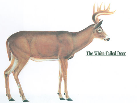 480x361 anatomy of a whitetail deer - White Tailed Deer Drawing