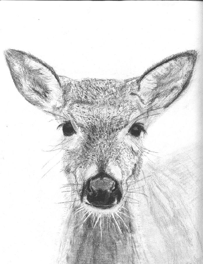 695x900 Female White Tailed Deer Drawing - White Tailed Deer Drawing