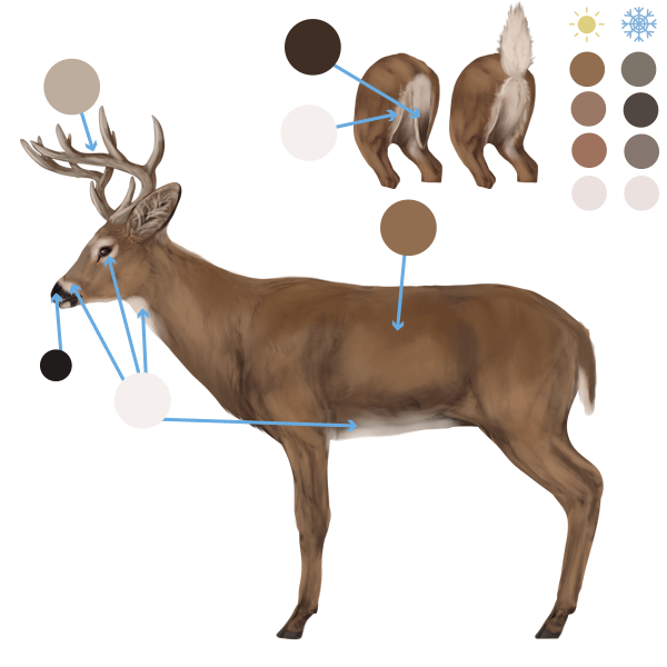 600x600 How To Draw Animals Deer - White Tailed Deer Drawing